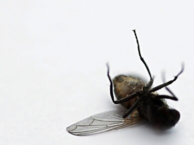 fly.jpg