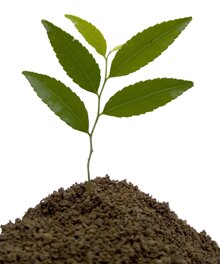 seed.jpg