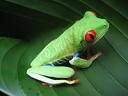 costa-rican-frog.jpg