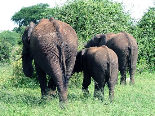 elefant.jpg